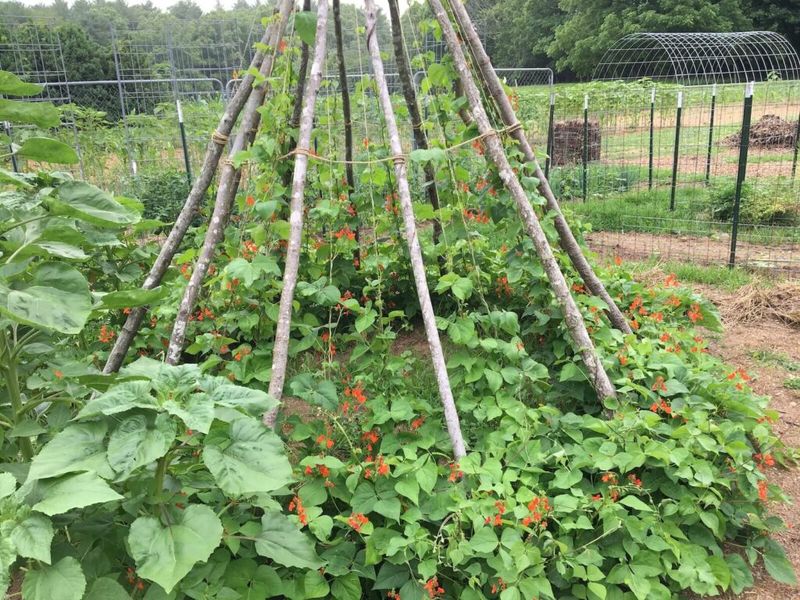 Guide Young Vines Onto The Poles Right Away