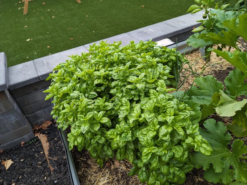 Transplant Only After Nights Stay Warm