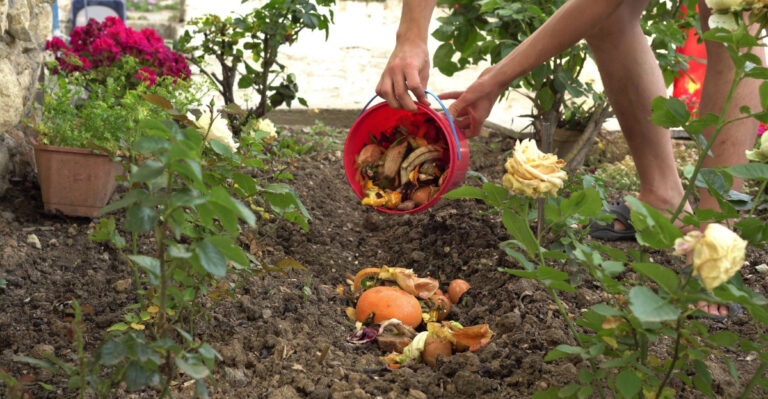 gardener buries fruit, vegetables peels and egg shells in the soil in the garden.