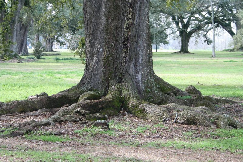 Large Trees With Aggressive Roots