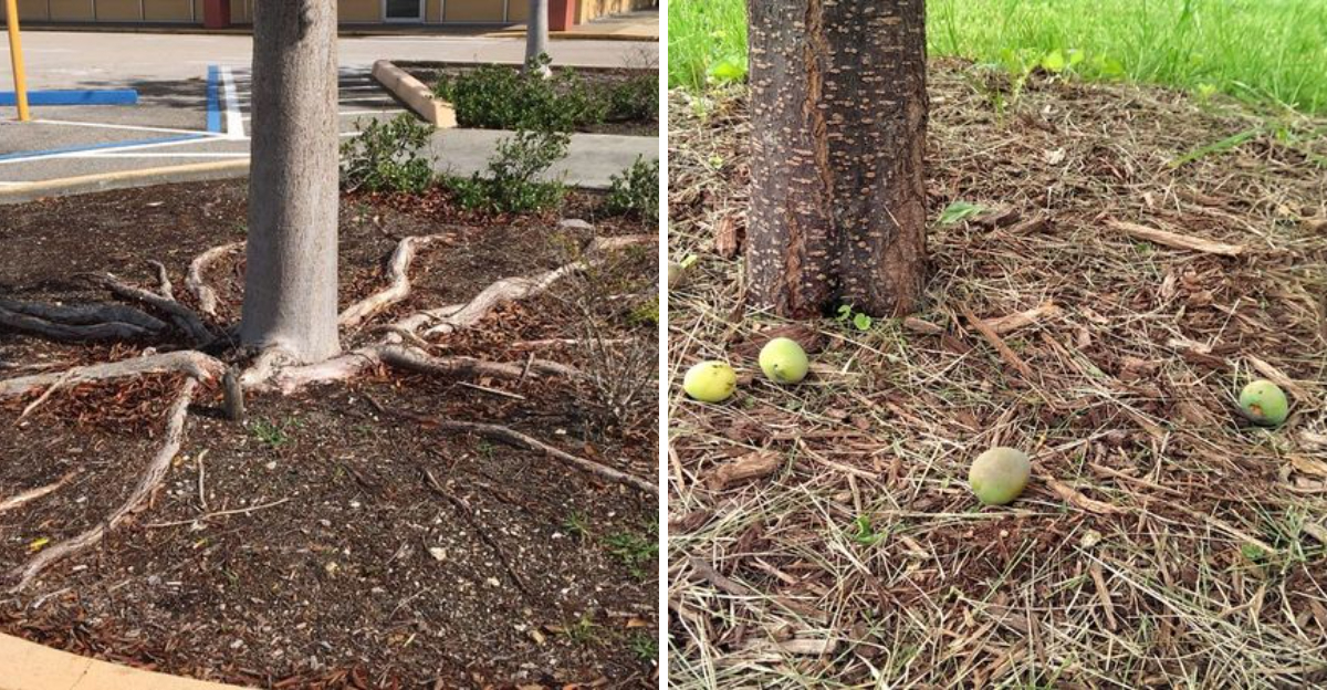 tree with big roots and fallen fruit
