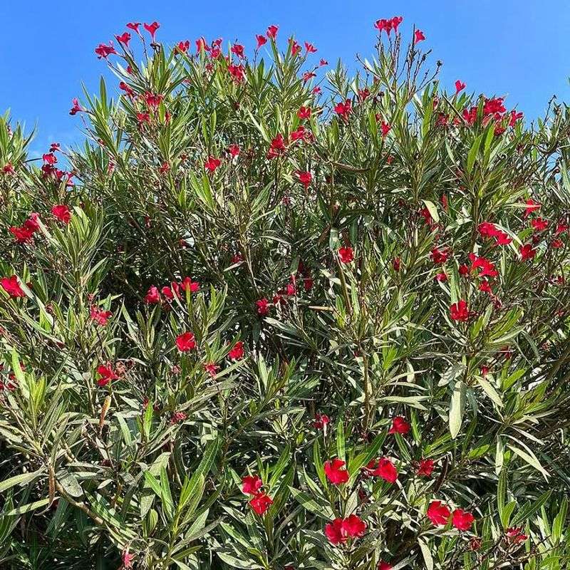 Oleander Is The Popular Shrub That Raises Safety Concerns