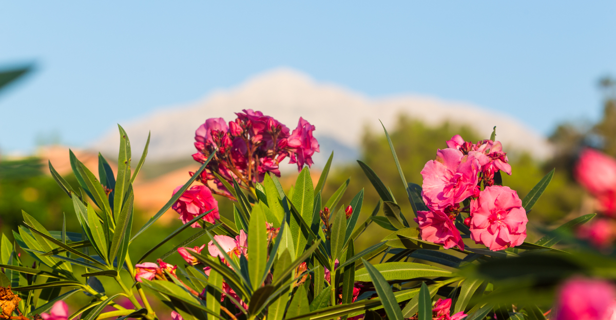 plant (featured image)