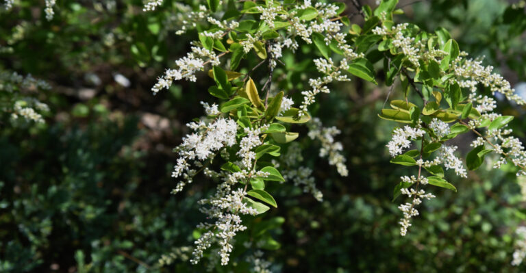 shrub (featured image)
