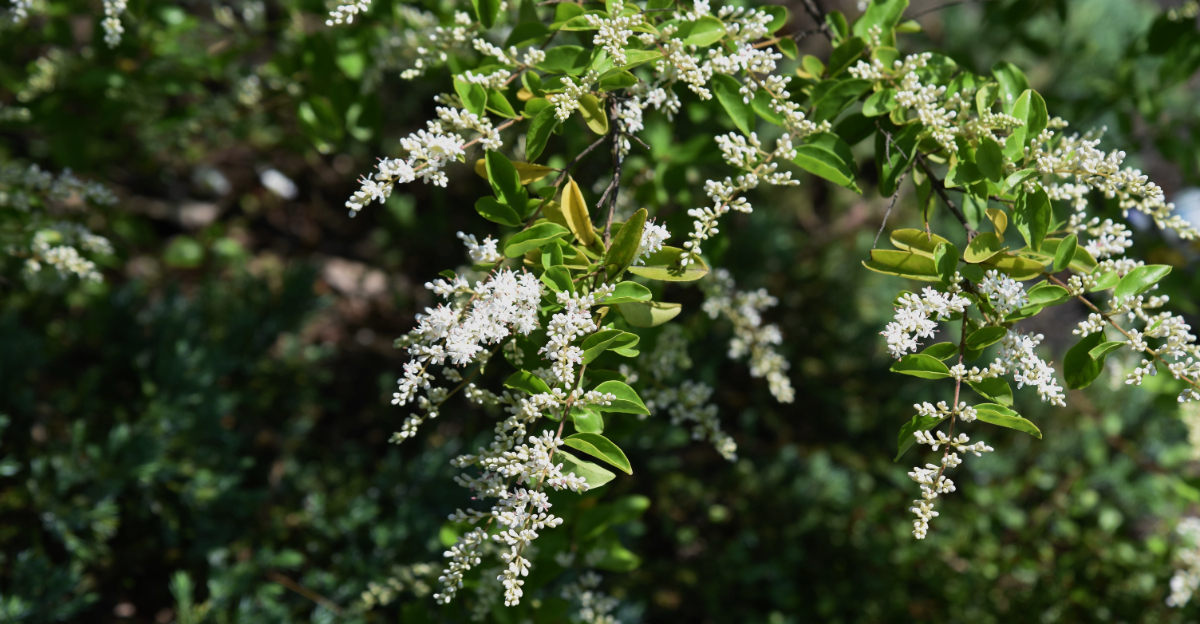shrub (featured image)