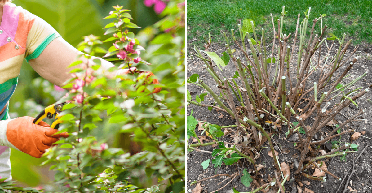 pruning azalea and hydrangea