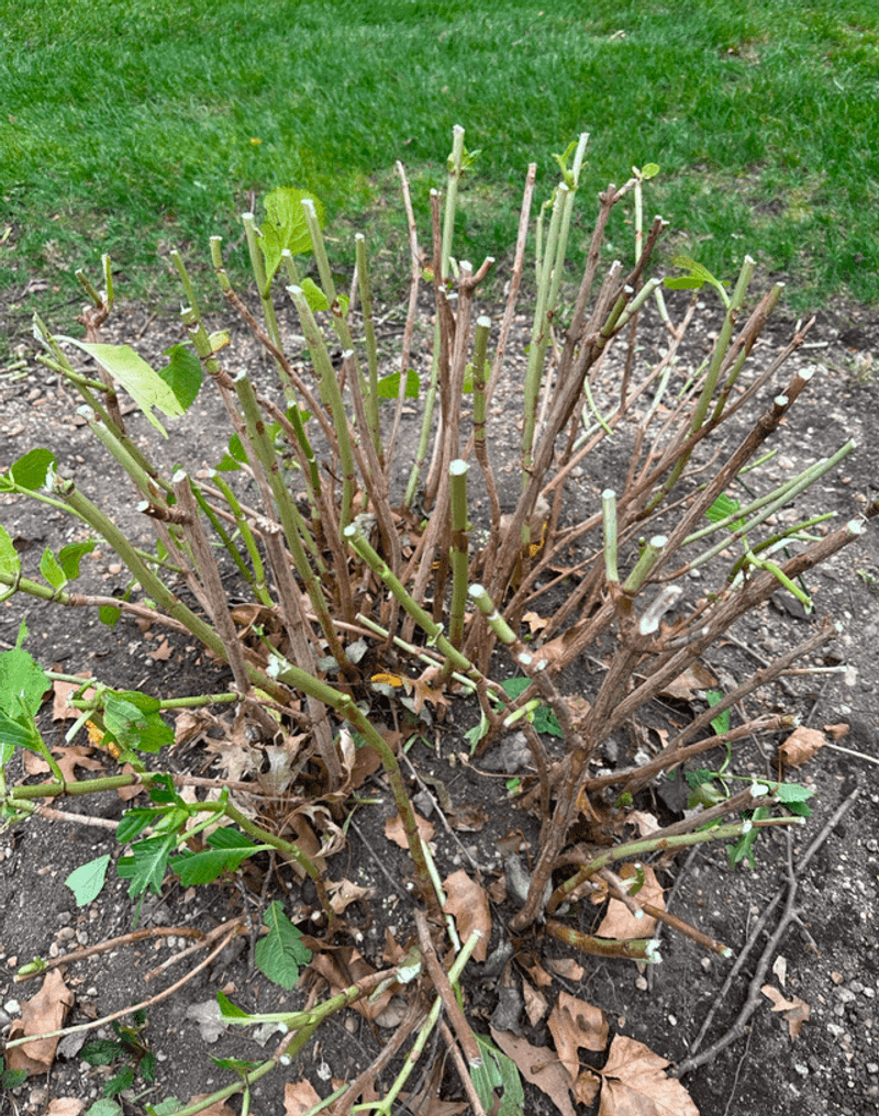 Avoid Pruning Hydrangeas Before Summer Heat Arrives