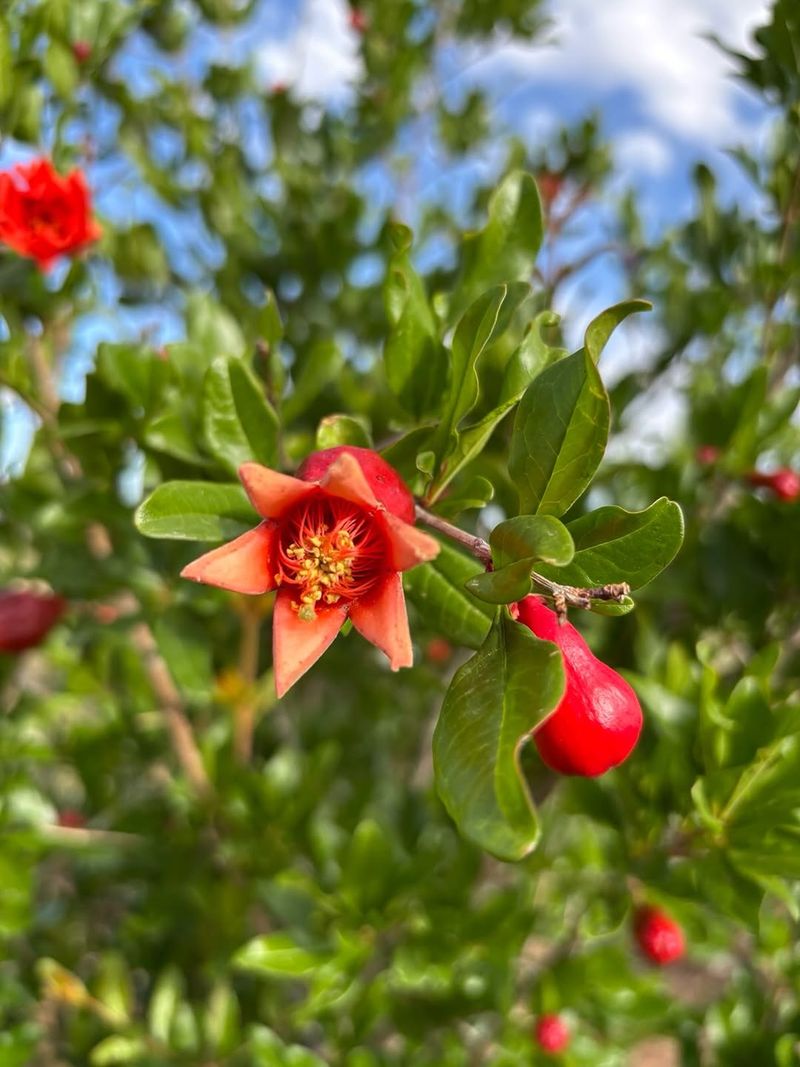 Full Sun Exposure Supports Strong Flowering And Fruit Development