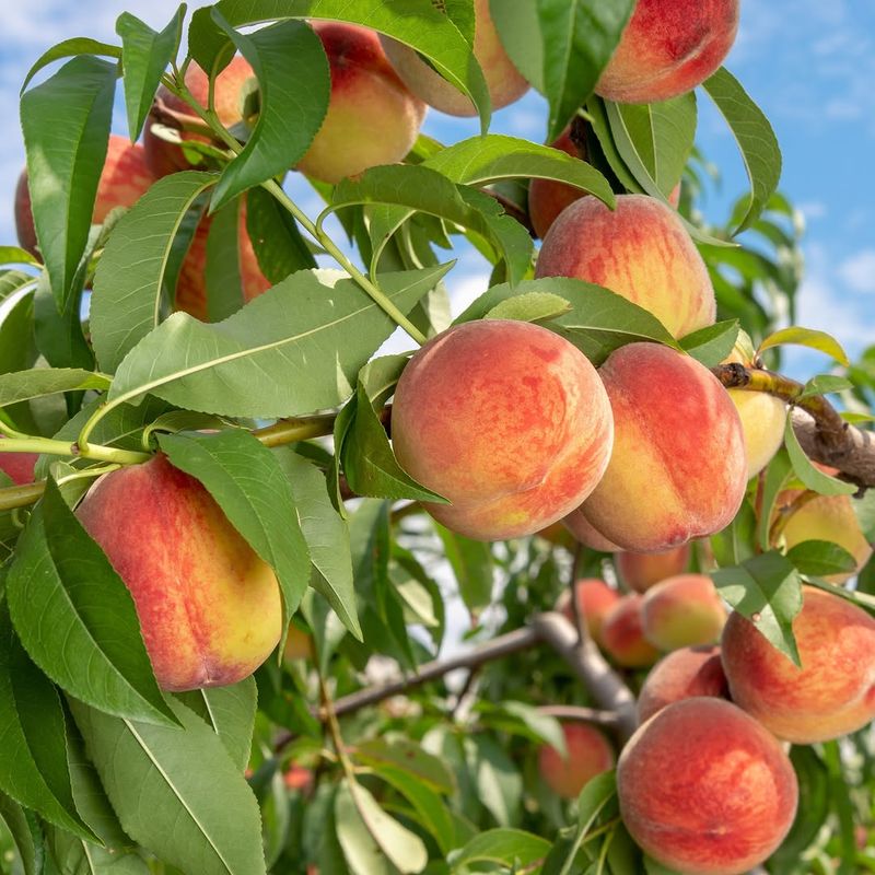 Light Spring Feeding Supports Growth Without Forcing It