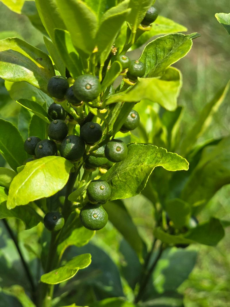 Over Thinning Can Reduce The Overall Harvest