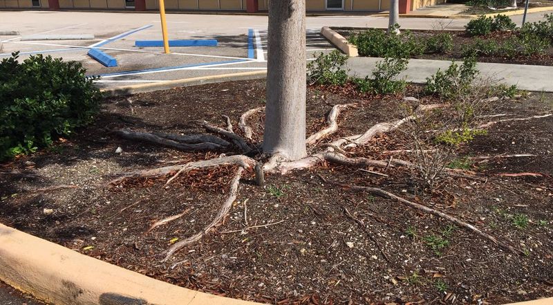 Invasive Or Spreading Root Systems