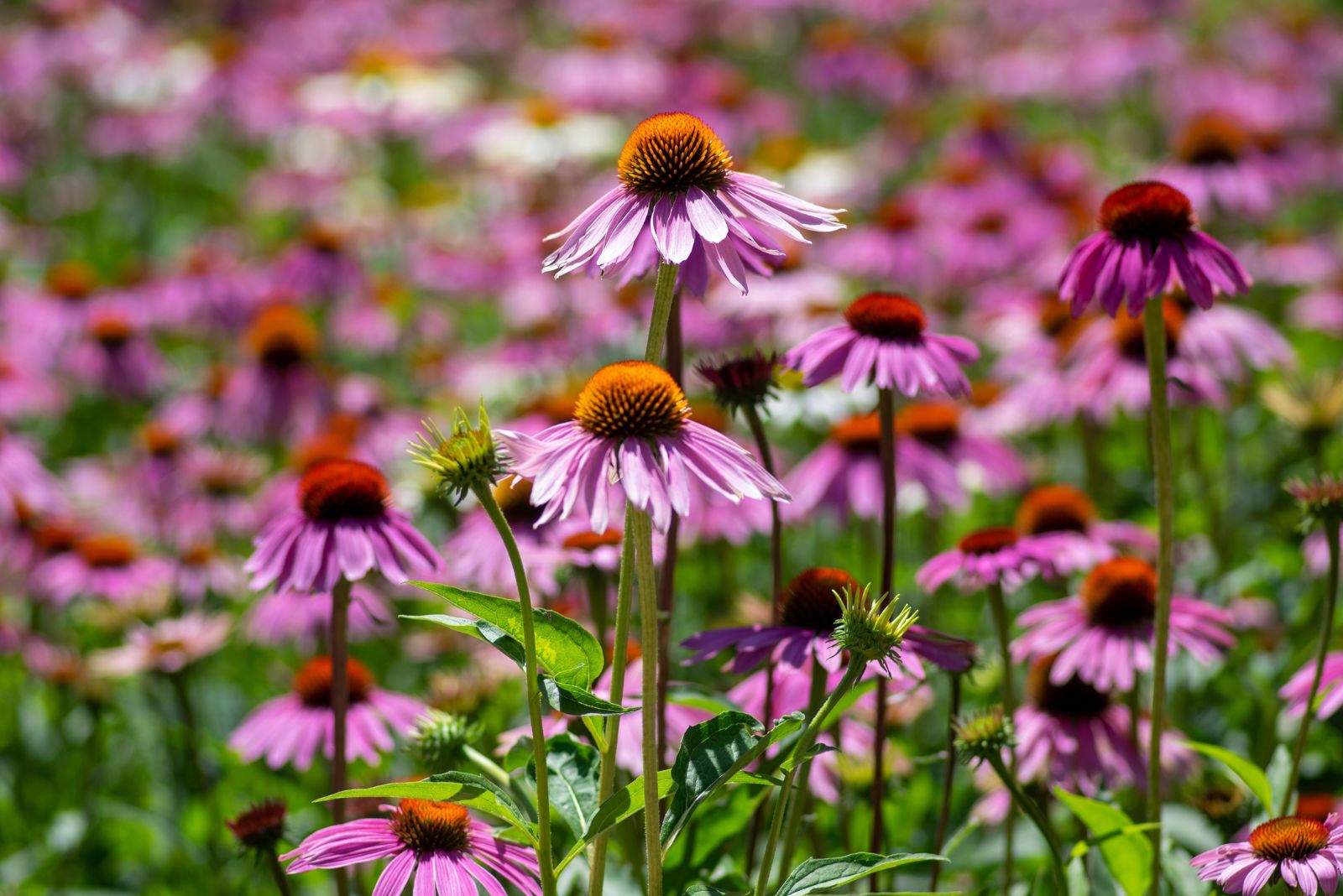 purple coneflower