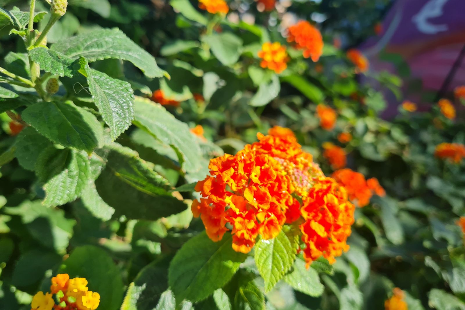 texas lantana
