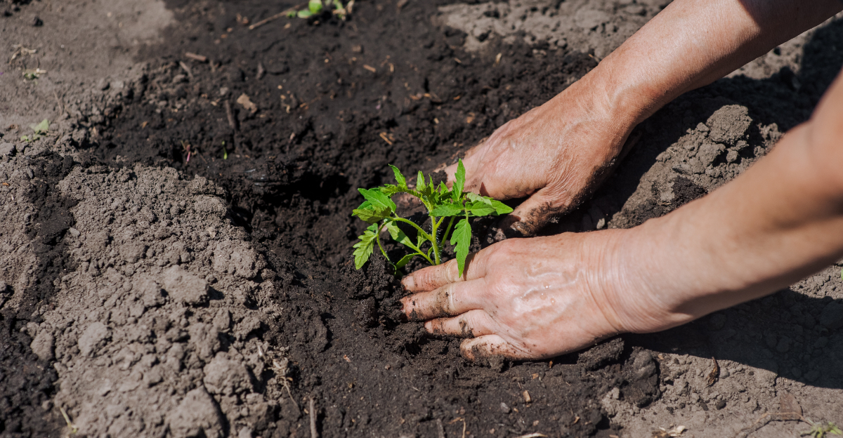 tomato planting