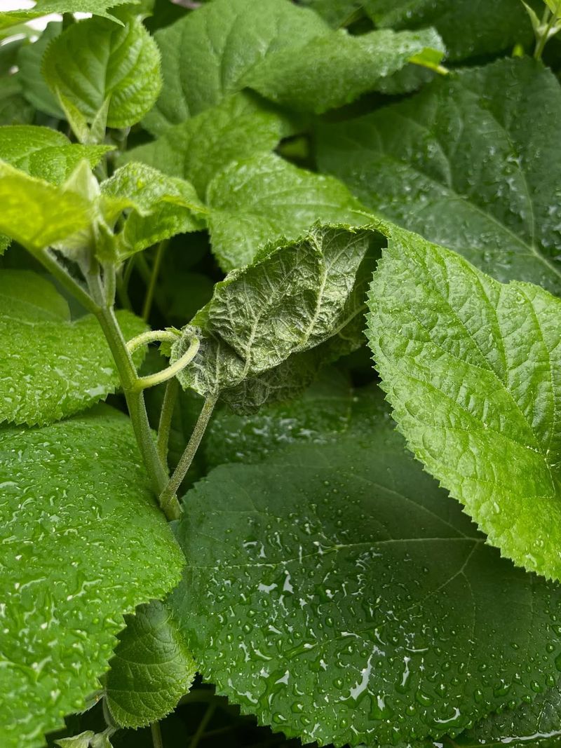 Spot Hydrangea Leaftier Before It Spreads