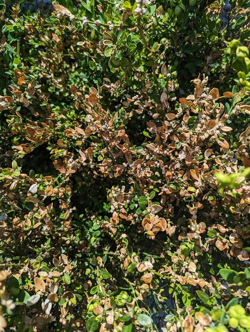 Boxwood Blight Causes Rapid Leaf Loss And Decline In Humid Conditions