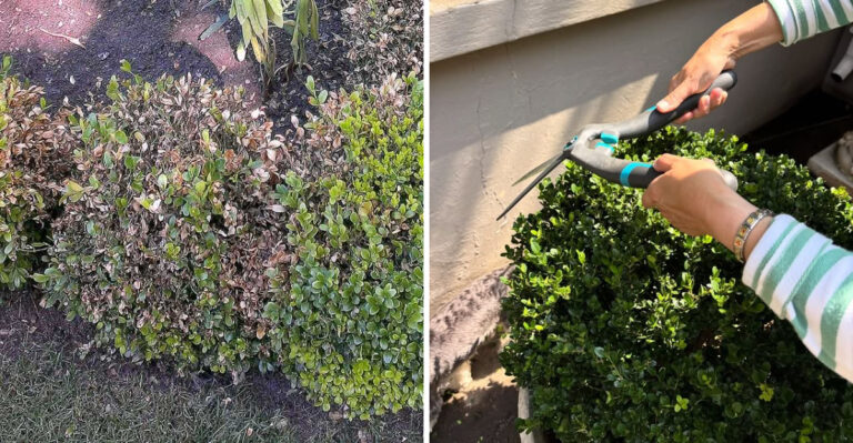 This Disease Is The Reason Why Boxwoods In Georgia Don’t Work