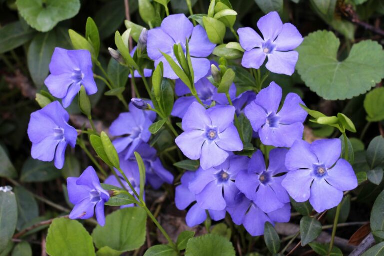 Vinca