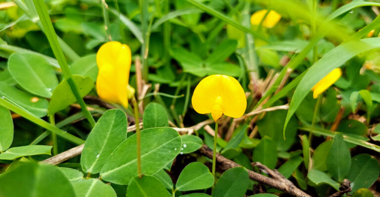 This Florida-Friendly Groundcover Is Replacing Grass In Front Yards