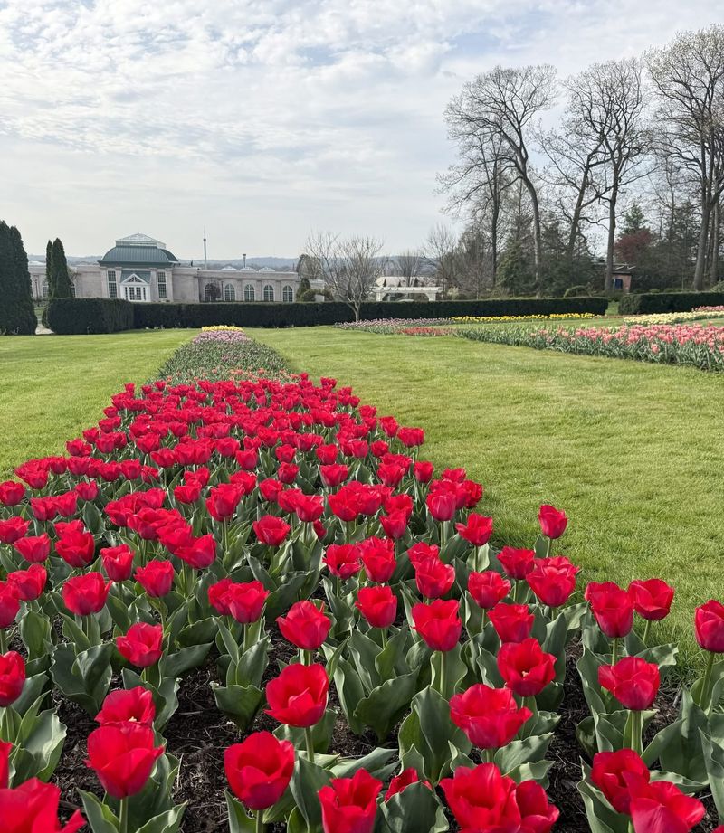 Why Tulips Take Over Pennsylvania Gardens In April