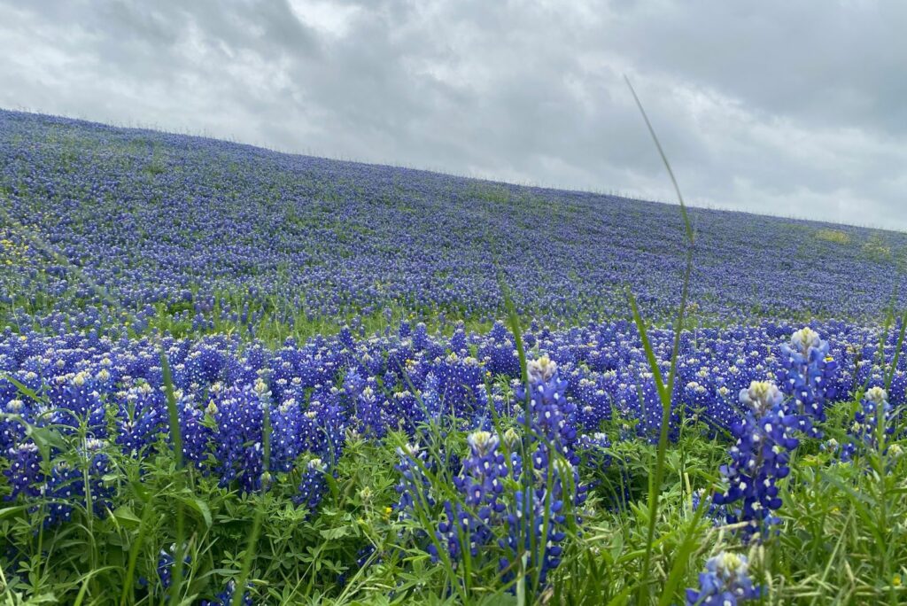 This Flower Dominates Texas Gardens In April