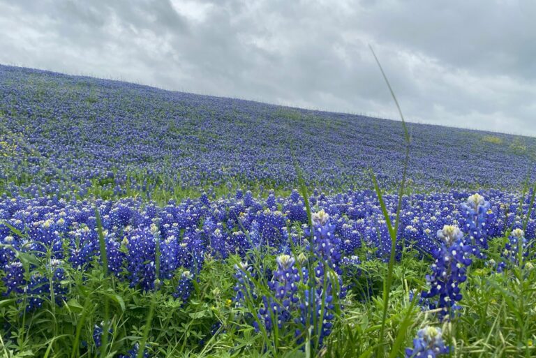 bluebonnets