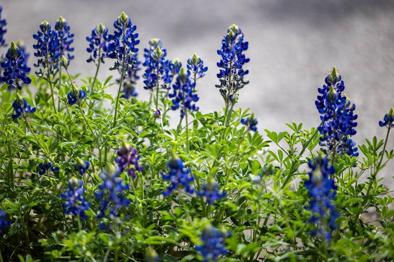 Why Bluebonnets Take Over Texas In April