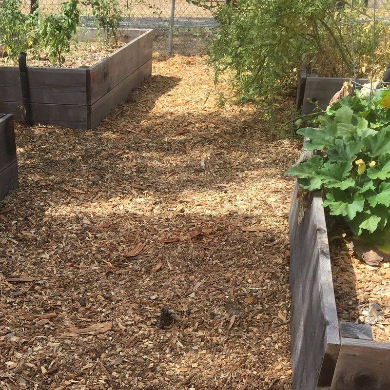 What Are Wood Chips?