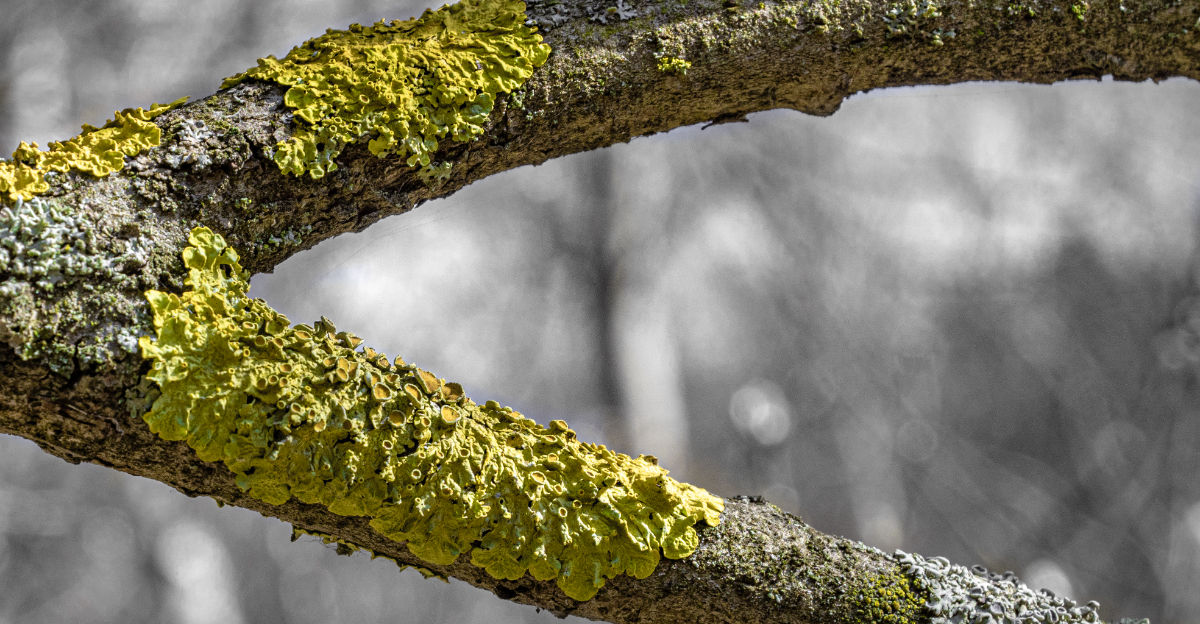 lichen on tree