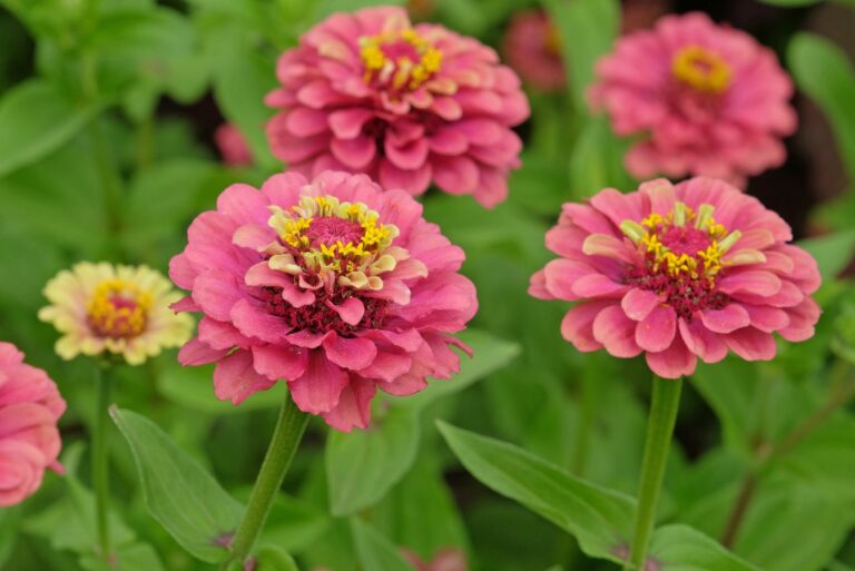 zinnias