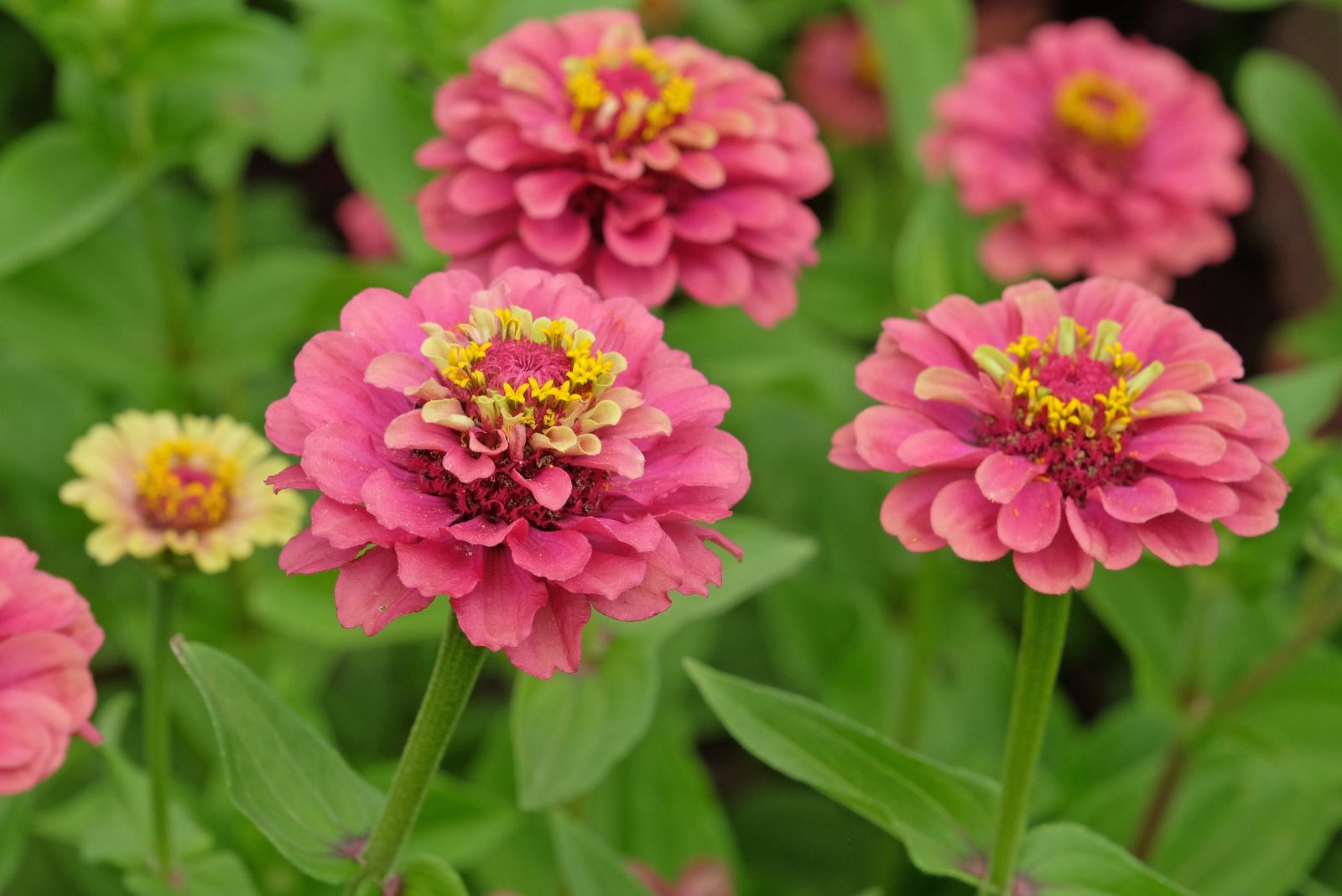 zinnias