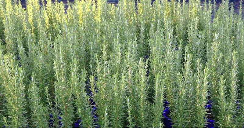 Choose Upright Rosemary Varieties
