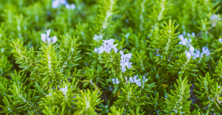This Herb Can Become A Beautiful Evergreen Hedge In Oregon Gardens