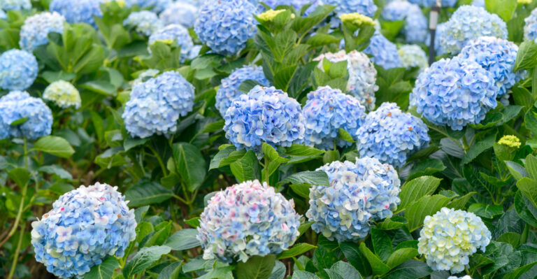 blue hydrangea