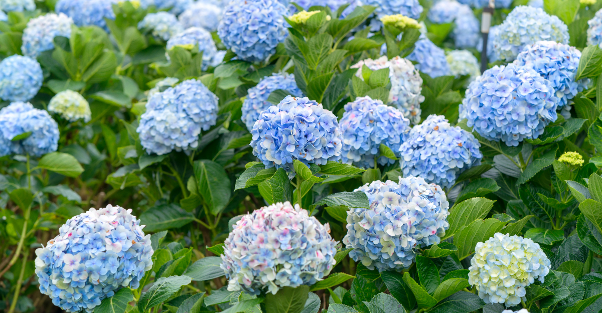 blue hydrangea