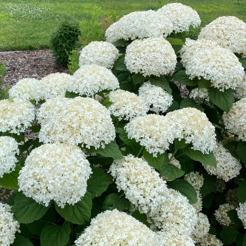 Smooth Hydrangea Is The Star Of Spring Pruning In Michigan