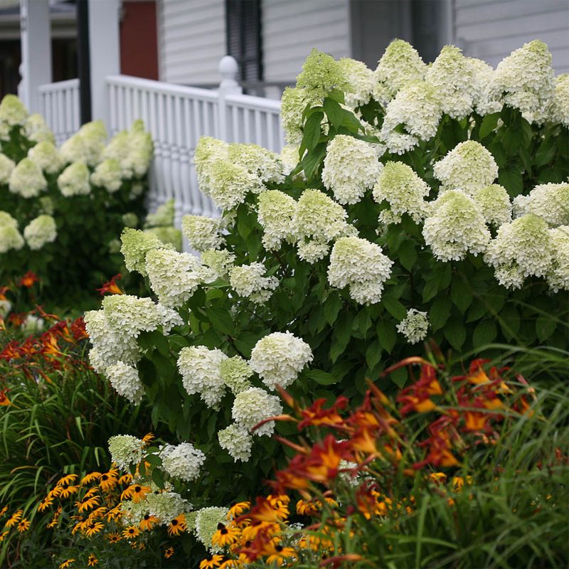 Meet The Hydrangea That Needs Spring Pruning