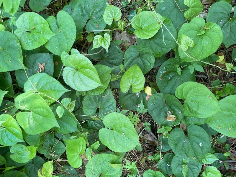 Air Potato Vine Is The Florida Fence Wrecker To Watch For