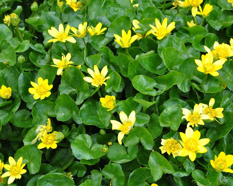 Lesser Celandine Is Taking Over Ohio Yards