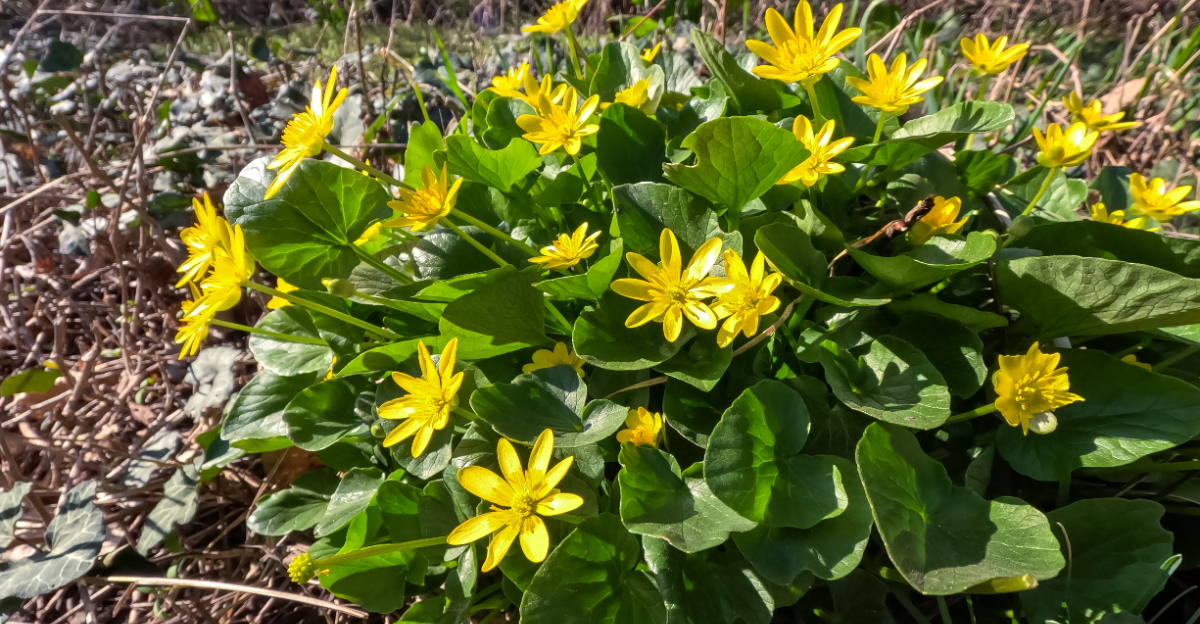Ficaria verna (lesser celandine)