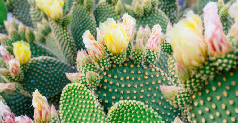 This Is How California Gardeners Get Bunny Ear Cactus To Flower