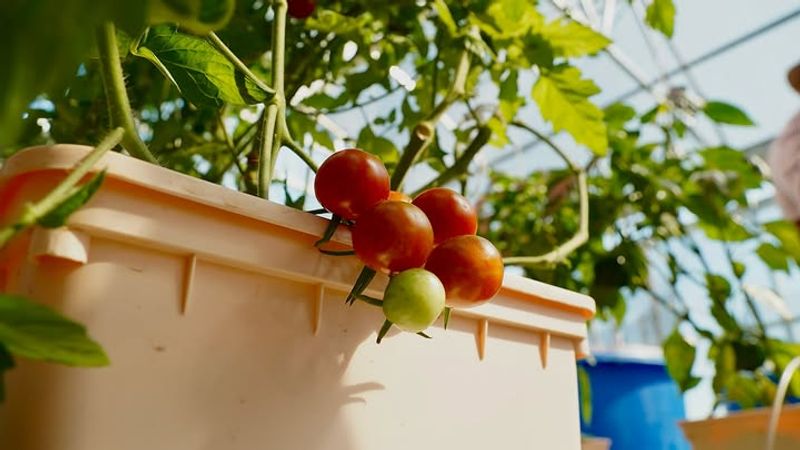 Plant Tomatoes When Your Florida Region Says Go