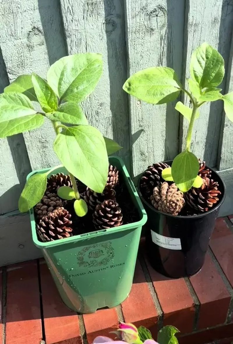 Why Slugs Hate Pine Cones