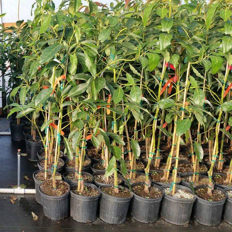 Start With A Grafted Florida-Friendly Avocado