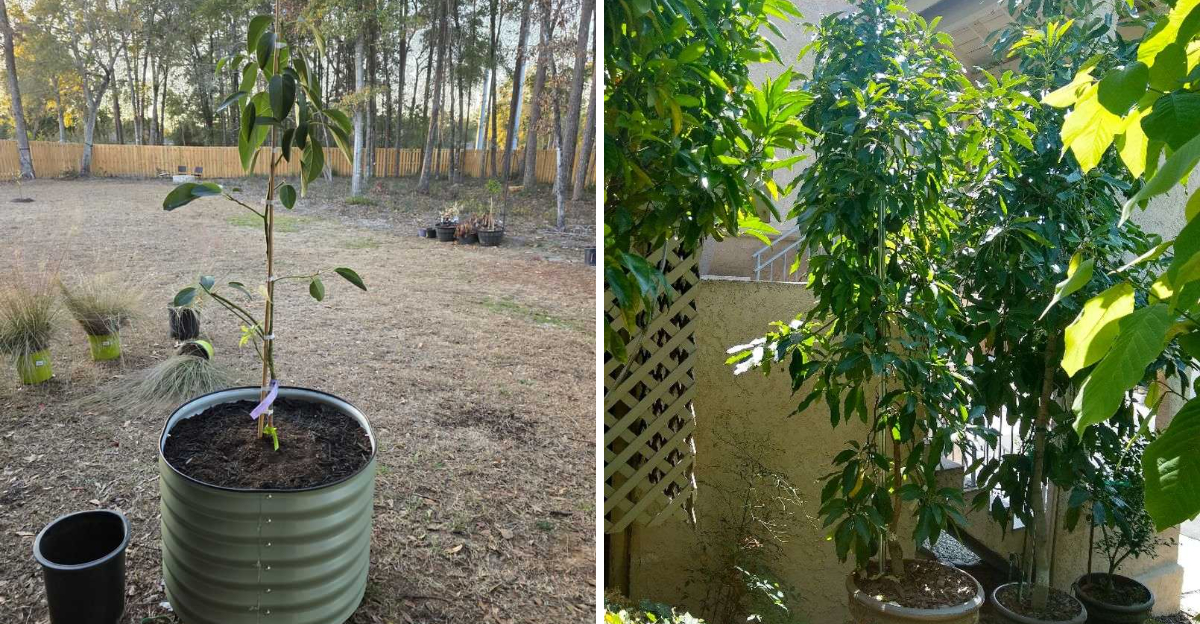 potted avocado