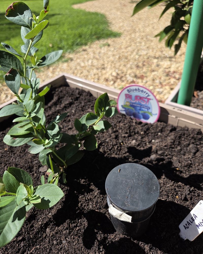 Lock In The Perfect Acidic Soil