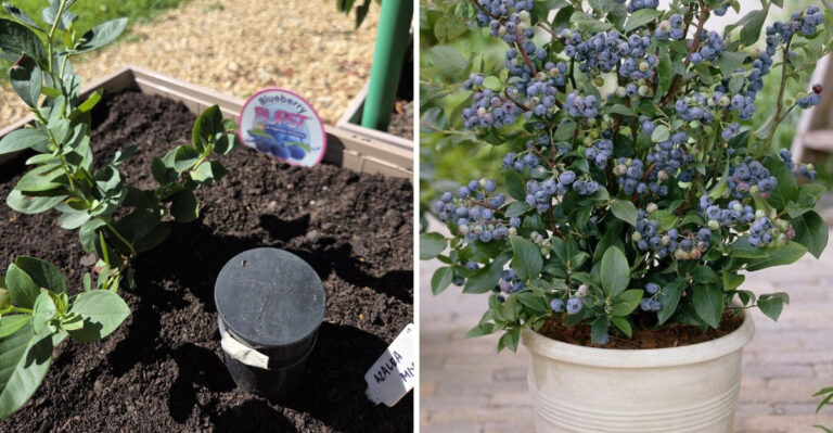 container blueberry