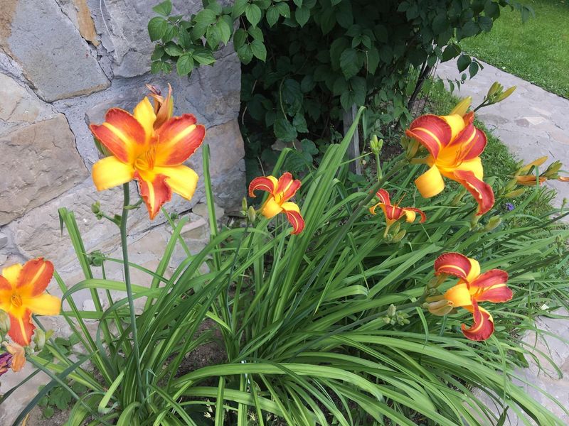 Why Daylilies Thrive In Pennsylvania Gardens So Easily