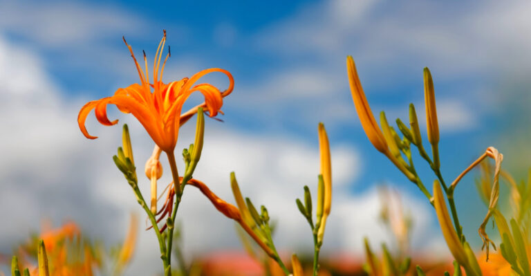 This Is One Of The Most Widely Planted Perennials In Pennsylvania Gardens