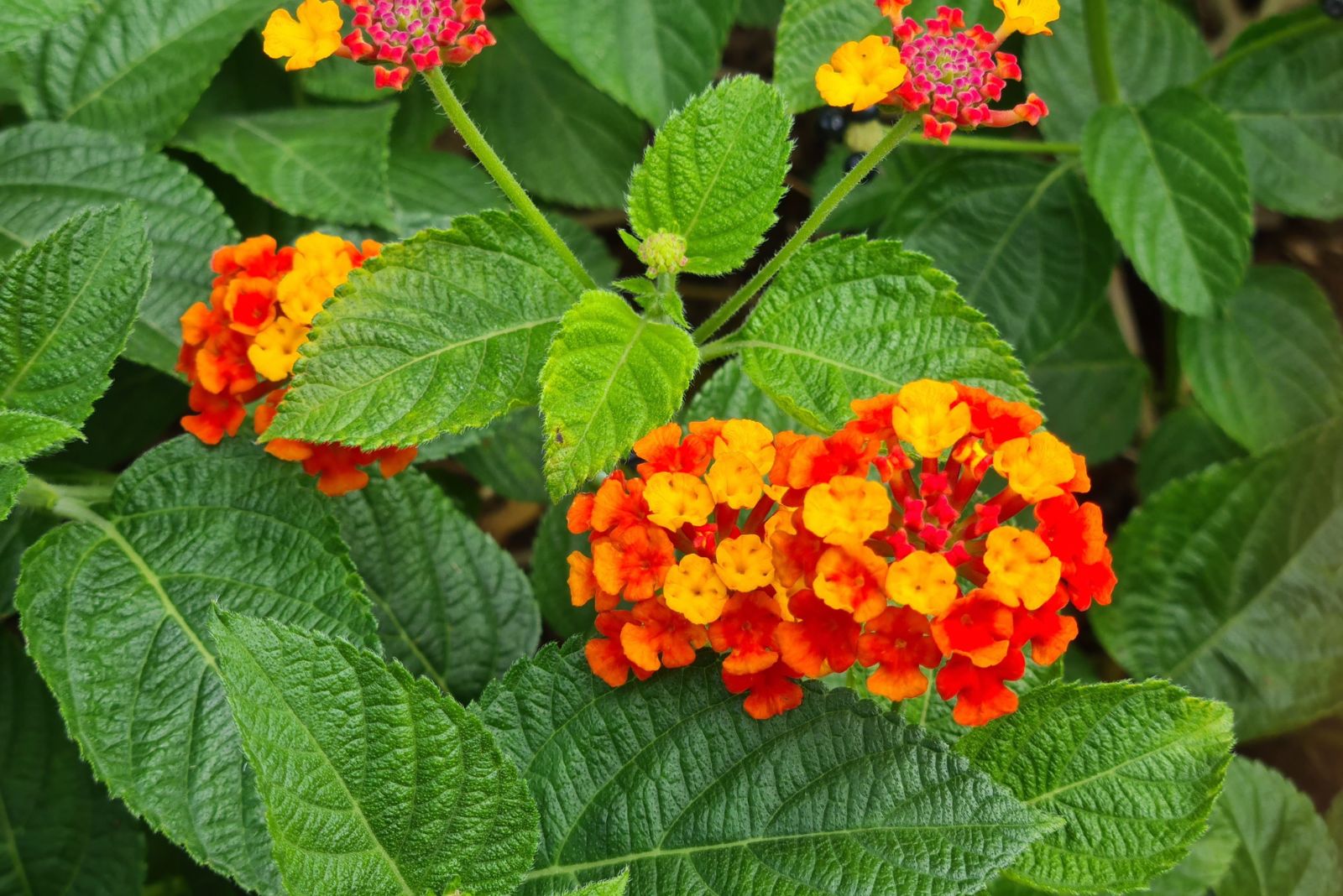 lantana